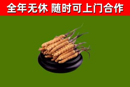 会昌县回收散虫草