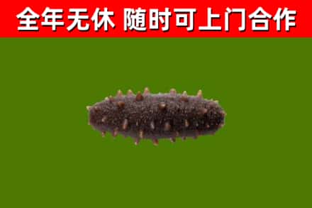会昌县回收海参干
